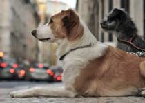 Hunde warten auf ihre Menschen