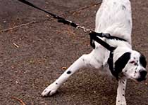 ziehender Hund