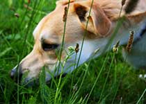 Hunde mit Suchspielen auslasten