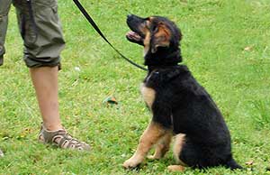 Hund lernt auf Signal den Menschen anzuschauen