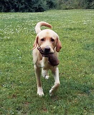 Labrador Sam beim Apportiertraining