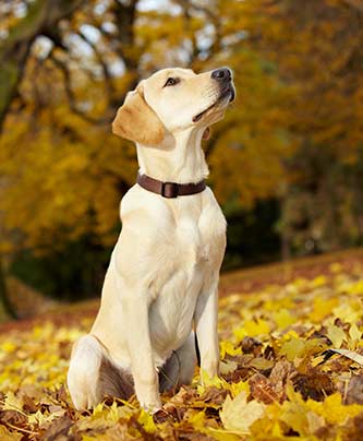 aufmerksamer Labrador beim Kommando "Schau"