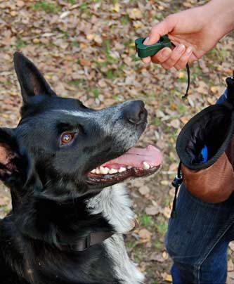 Hund Sky beim Clickertraining