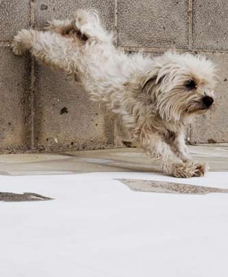 Hund beim Yoga - Doga