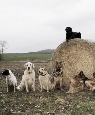 Rudel beim Fotoshooting auf dem Feld