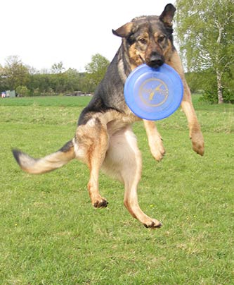 Hündin Aquila mit Frisbee in der Luft