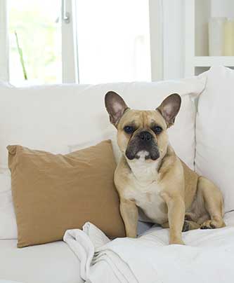 französische Bulldogge auf der Couch