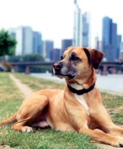 Hund Budges in Frankfurt mit Skyline