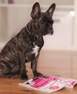 französische Bulldogge sitzt vor einer Zeitschrift