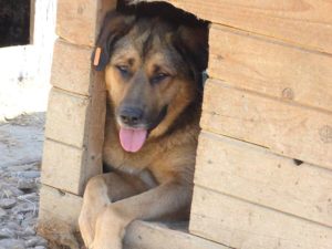 Oli in der Hundehütte