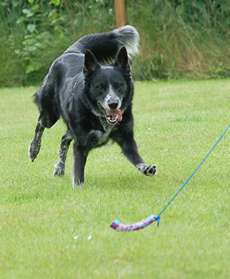 Sky beim Anti-Jagd Training mit der Reizangel