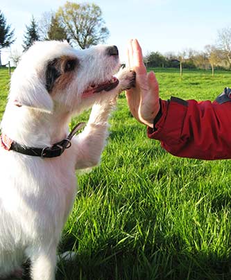 Jack Russell Terrier gibt FIVE