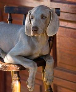 Weimaraner liegt auf einem Stuhl