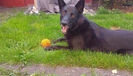 Wendy und der Igel