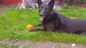 Spielen mit dem quietschndem Igel