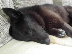 Pflegehund auf der Couch