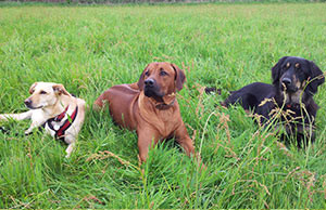 Hunde üben BLEIB