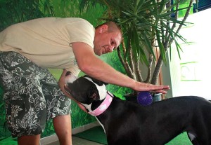 Physio myDOGS