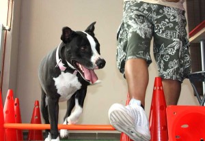 hundephysio mit myDOGS