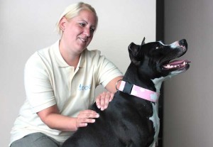 aus Wien myDOGS Hundephysio